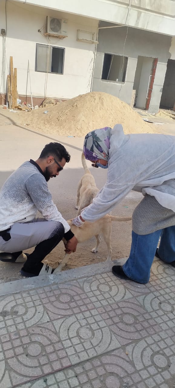 الطب البيطري يتابع حملاته المكثفة لتحصين الكلاب الحرة ضد مرض السعار