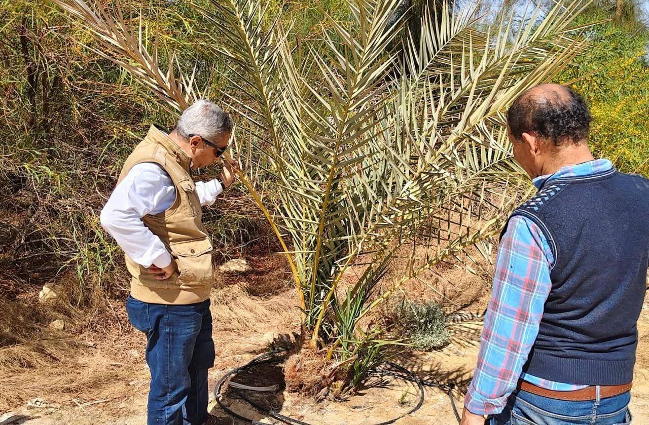بحوث الصحراء يواصل متابعة الأنشطة الإرشادية والخدمية بمحطاته البحثية بسيوة والوادي الجديد