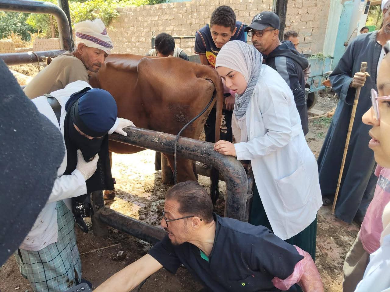 الزراعة: فحص وعلاج 1862 رأس ماشية وتقديم خدمات بيطرية مجانية لصغار المربين في قرى أسيوط