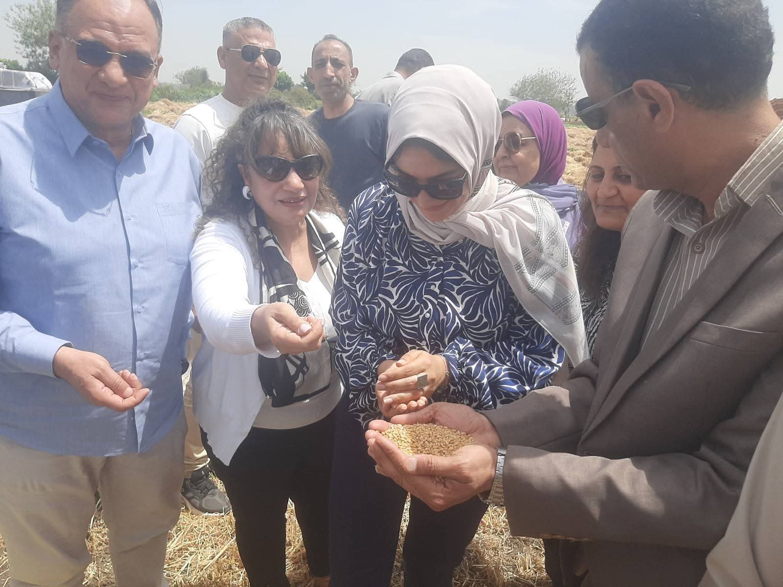القليوبية تستعرض إنجازات مبادرة «ازرع» وتحتفل بحصاد القمح دعمًا للأمن الغذائي