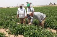 الزراعة تستعرض جهود وأنشطة معاهد ومعامل مركز البحوث الزراعية