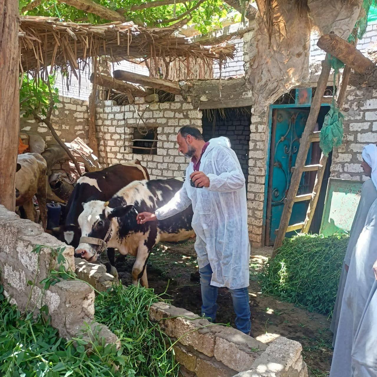 تحصين 89 ألف رأس ماشية ضمن الحملة القومية ضد الحمى القلاعية وحمى الوادي المتصدع بالمنيا