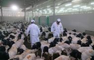الزراعة تعلن بدء أعمال البعثة المصرية للإشراف على الهدي والأضاحي بالسعودية