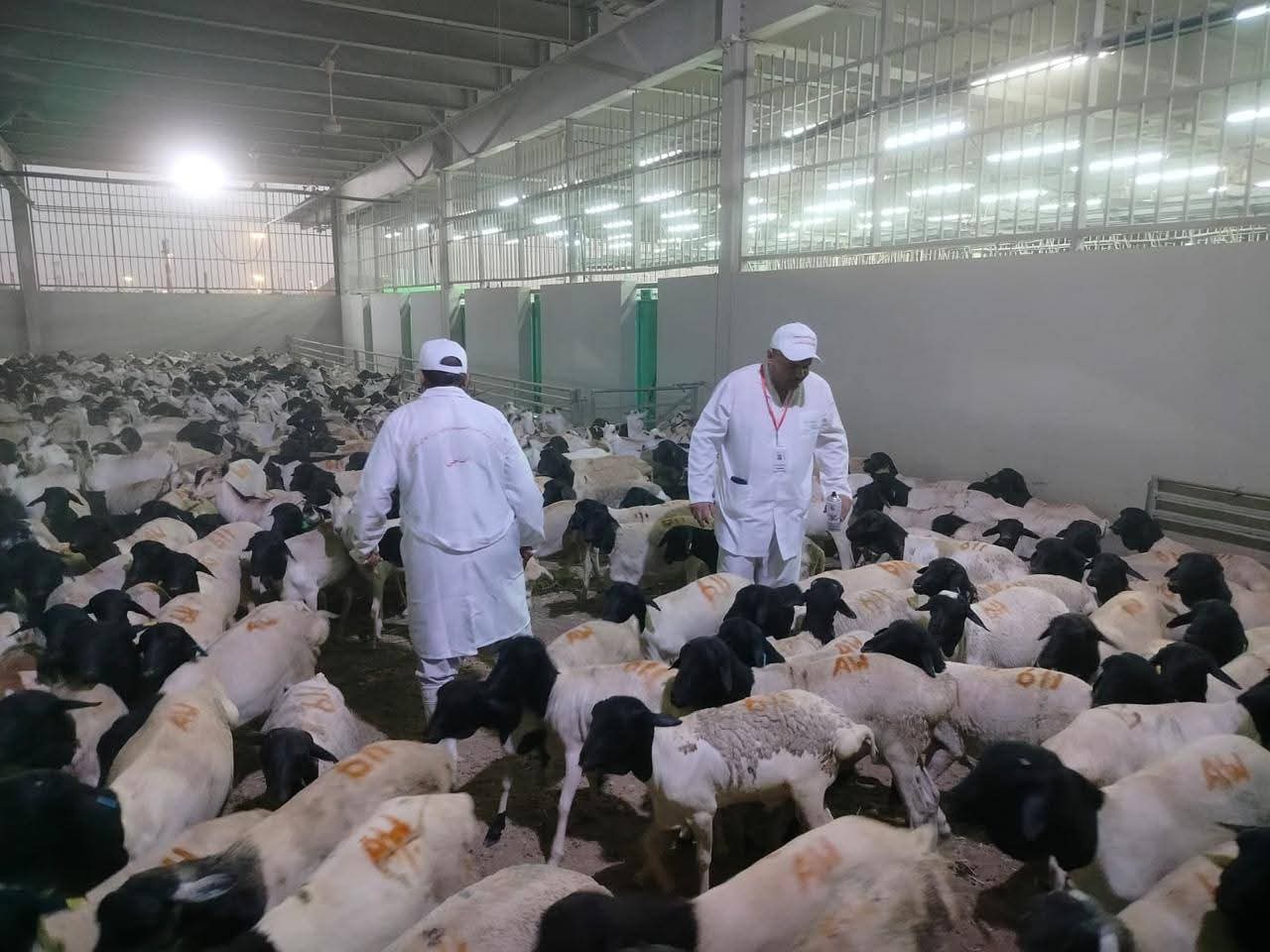 الزراعة تعلن بدء أعمال البعثة المصرية للإشراف على الهدي والأضاحي بالسعودية