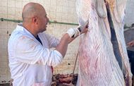 الزراعة.. تعلن ذبح 35,514 أضحية بالمجازر الحكومية مجاناً للمواطنين بعيد الأضحى المبارك