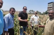 الزراعة تتابع المحاصيل الصيفية وصرف الأسمدة وغرفة عمليات الجيزة