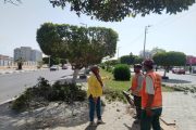 قص وتهذيب أكثر من ٢٠٠٠ شجرة بمداخل ومخارج الإسماعيلية
