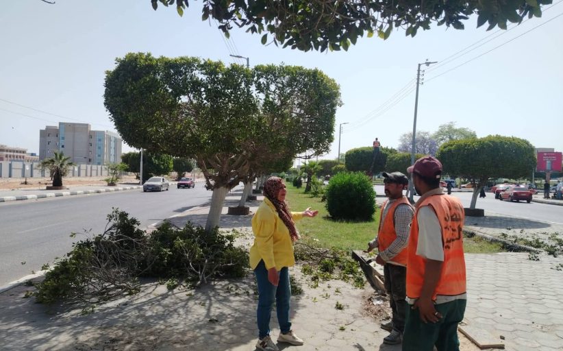 قص وتهذيب أكثر من ٢٠٠٠ شجرة بمداخل ومخارج الإسماعيلية