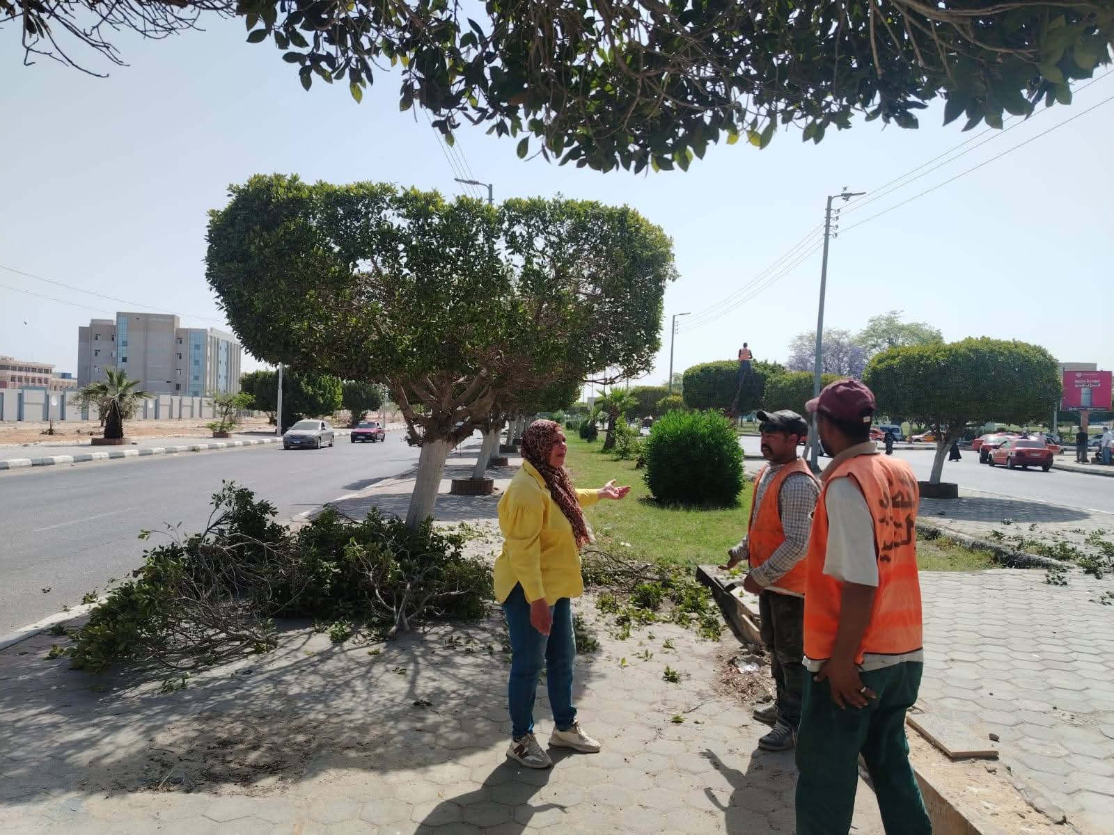 قص وتهذيب أكثر من ٢٠٠٠ شجرة بمداخل ومخارج الإسماعيلية