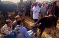 الزراعة.. تكثف الإنذار المبكر لحماية الثروة الحيوانية والداجنة: أكثر من 16 ألف زيارة للمنازل وأسواق الماشية بالقرى