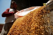 القمح المصري رقم قياسي تلو الآخر