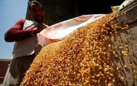 القمح المصري رقم قياسي تلو الآخر
