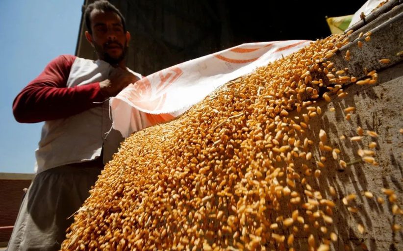 القمح المصري رقم قياسي تلو الآخر