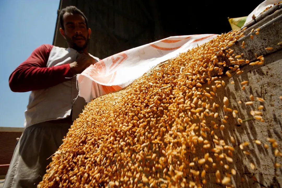 القمح المصري رقم قياسي تلو الآخر