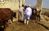 استمرار فعاليات الحملة الاستثنائية للتحصين ضد مرض الحمى القلاعية بجميع مراكز الاسماعيلية