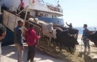 وصول 1058 رأس عجل حي لميناء سفاجا قادمة من جيبوتي
