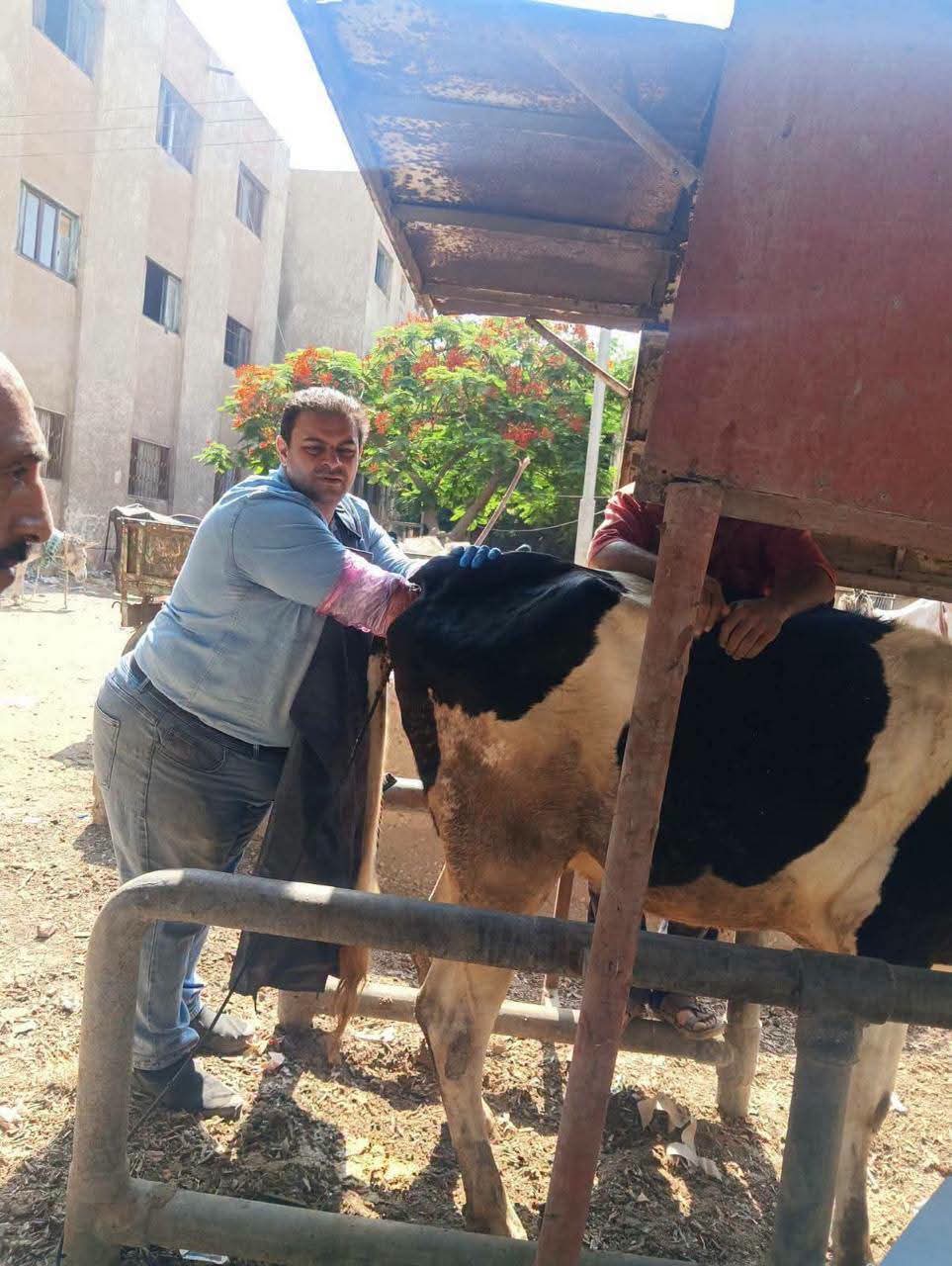 الزراعة تكثّف جهود الرعاية التناسلية والتحسين الوراثي للماشية