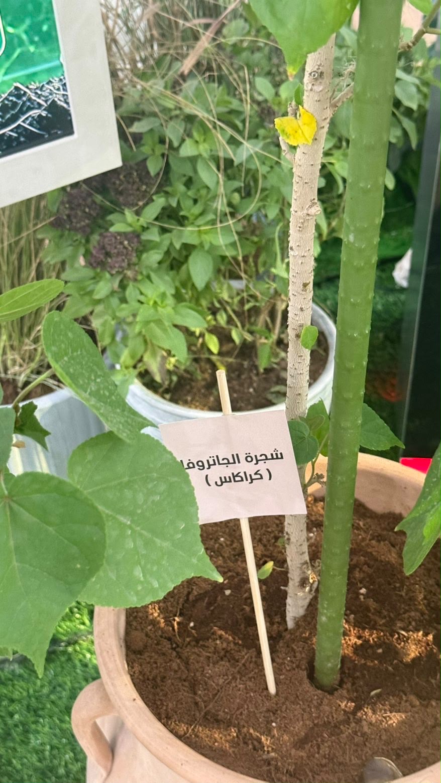 الكاتب / ناصر سالمين الحوسني يكتب.. الظنه عظمة وطن تلهم العالم