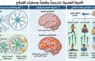 اللدونة العصبية (Neuroplasticity)