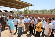 محافظ الوادي الجديد تشهد حصاد محصول البرحي بمزارع الزراعة بشرق العوينات