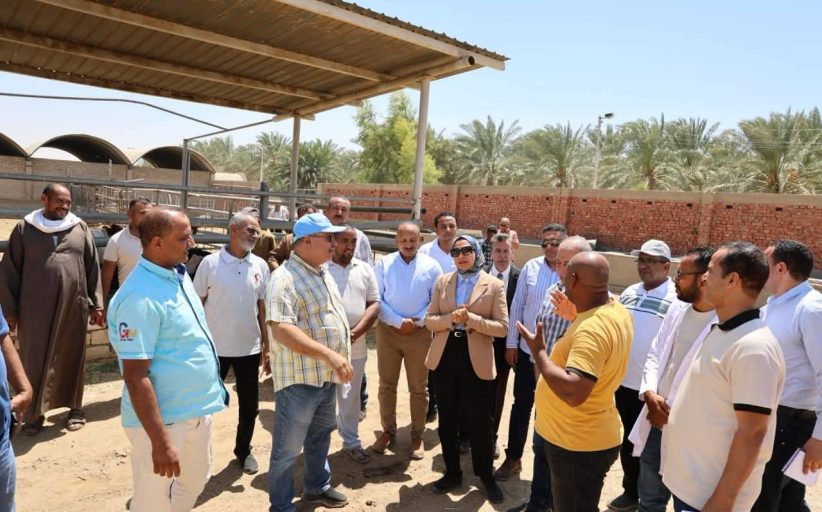 محافظ الوادي الجديد تشهد حصاد محصول البرحي بمزارع الزراعة بشرق العوينات